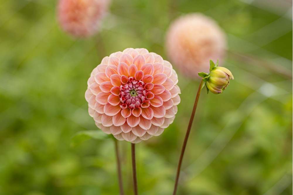 Dahlia 'Linda's Baby'
